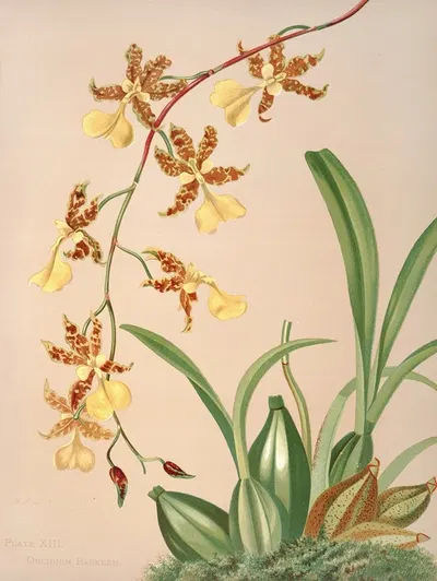 Oncidium Barkerii by Harriet Stewart Miner, 1885 — digital art print download