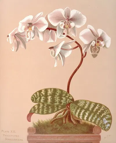 Phalenopsis Schilleriana by Harriet Stewart Miner, 1885 — digital art print download