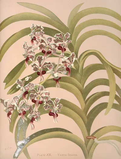 Vanda Suavis by Harriet Stewart Miner, 1885 — digital art print download