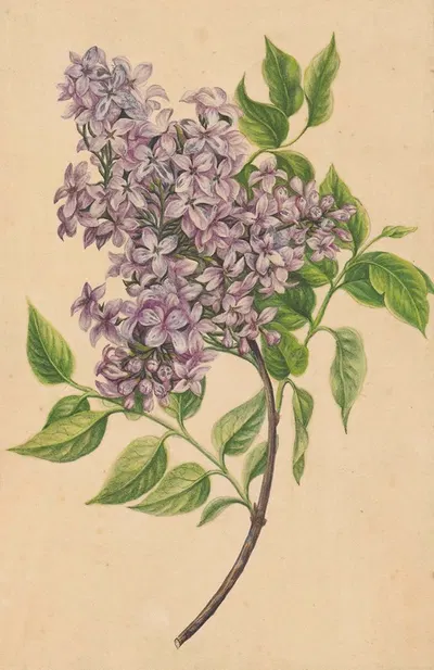 A twig of lilac by Henryka Beyer, 1810 — digital art print download