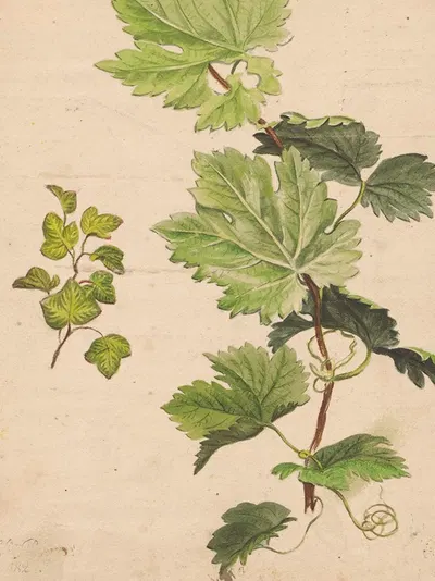 Ivy twig and grapevine twig by Henryka Beyer — digital art print download