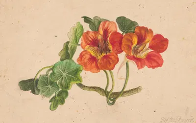 Nasturtium twig by Henryka Beyer, 1810 — digital art print download