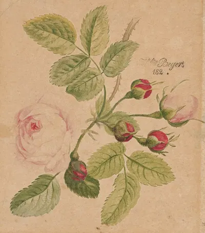 Rose twig – rosa centifolia by Henryka Beyer, 1820-1829 — digital art print download