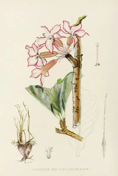 Adenium Multiflorum by Illtyd Buller Pole-Evans, 1921 — digital art print download