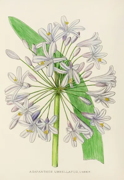 Agapanthus Umbellatus by Illtyd Buller Pole-Evans, 1921 — digital art print download