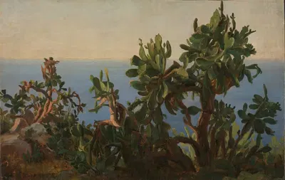 Кактус by Томас Фернли, 1833-1835 — digital art print download