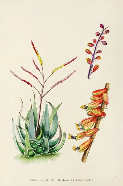 Aloe Globuligemma by Illtyd Buller Pole-Evans, 1921 — digital art print download