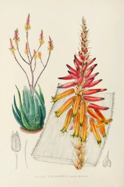Aloe Pienaarii by Illtyd Buller Pole-Evans, 1921 — digital art print download