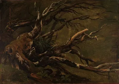 Изучение гниющего дерева by Томас Фернли, 1837 — digital art print download