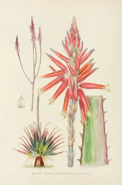 Aloe Pretoriensis by Illtyd Buller Pole-Evans, 1921 — digital art print download