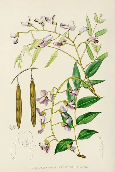 Bolusanthus Speciosus by Illtyd Buller Pole-Evans, 1921 — digital art print download