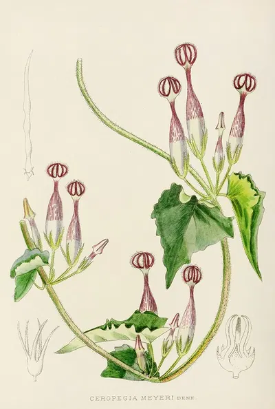 Ceropegia Meyeri by Illtyd Buller Pole-Evans, 1921 — digital art print download