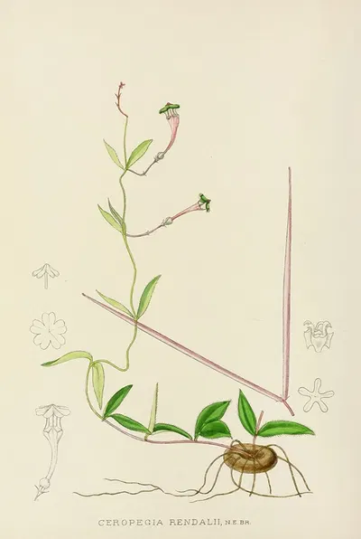 Ceropegia Rendallii by Illtyd Buller Pole-Evans, 1921 — digital art print download