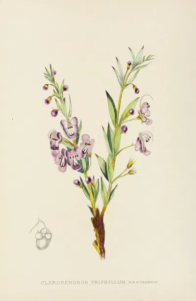 Clerodendron Triphyllum by Illtyd Buller Pole-Evans, 1921 — digital art print download