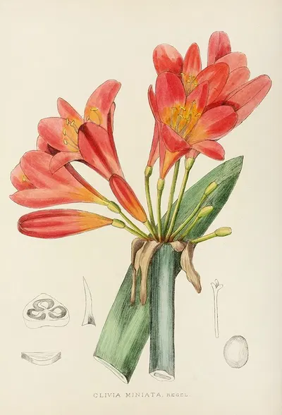 Clivia Miniata by Illtyd Buller Pole-Evans, 1921 — digital art print download