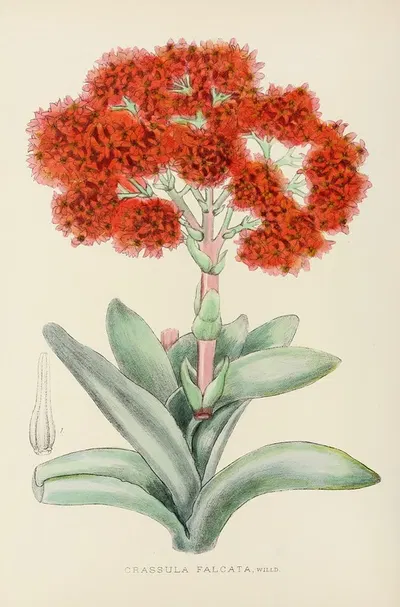 Crassula Falcata by Illtyd Buller Pole-Evans, 1921 — digital art print download