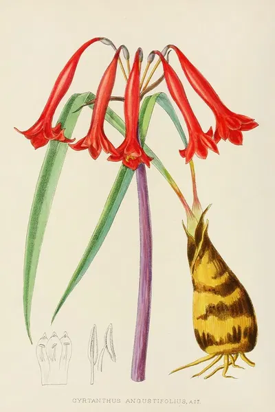 Cyrtanthus Augustifolius by Illtyd Buller Pole-Evans, 1921 — digital art print download