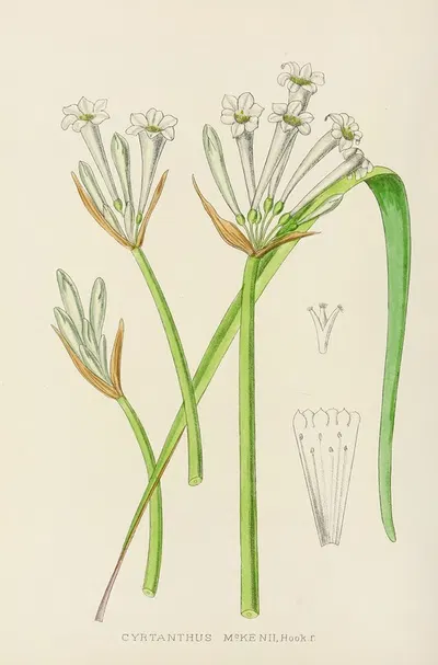 Cyrtanthus Mckenii by Illtyd Buller Pole-Evans, 1921 — digital art print download