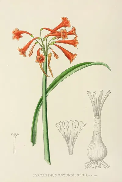 Cyrtanthus Rotundilobus by Illtyd Buller Pole-Evans, 1921 — digital art print download
