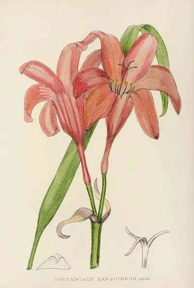 Cyrtanthus Sanguineus by Illtyd Buller Pole-Evans, 1921 — digital art print download