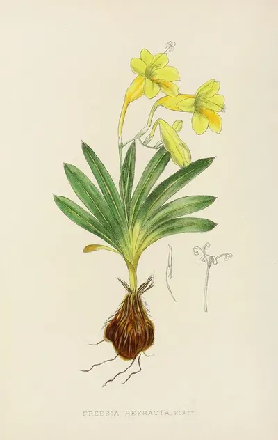 Freesia Refracta by Illtyd Buller Pole-Evans, 1921 — digital art print download