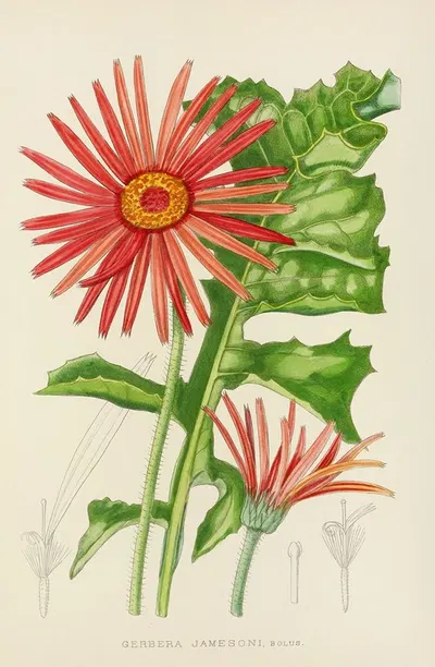 Gerbera Jamesoni by Illtyd Buller Pole-Evans, 1921 — digital art print download