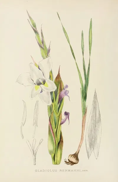 Gladiolus Rehmanni by Illtyd Buller Pole-Evans, 1921 — digital art print download