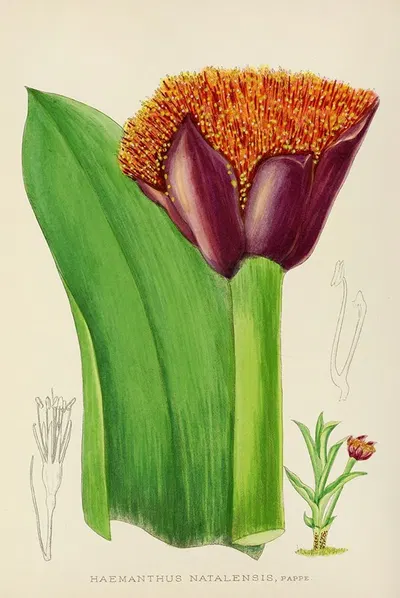 Haemanthus Natalensis by Illtyd Buller Pole-Evans, 1921 — digital art print download
