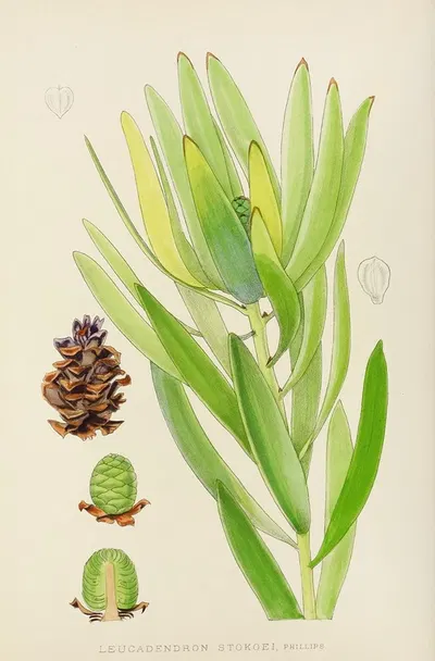 Leucadendron Stokoei. (Female) by Illtyd Buller Pole-Evans, 1921 — digital art print download