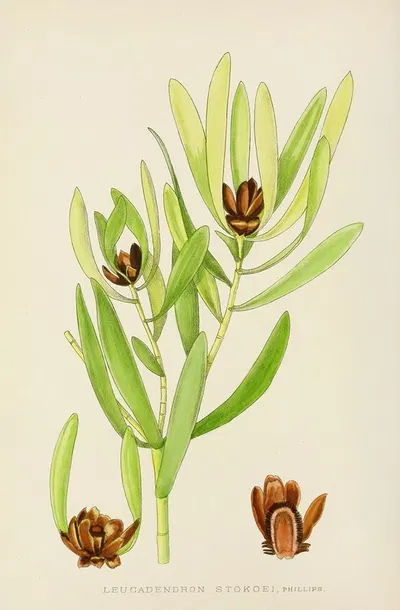 Leucadendron Stokoei by Illtyd Buller Pole-Evans, 1921 — digital art print download