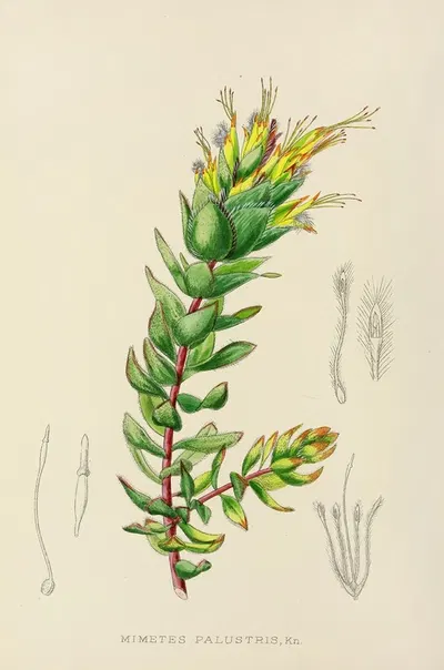 Mimetes Palustris by Illtyd Buller Pole-Evans, 1921 — digital art print download
