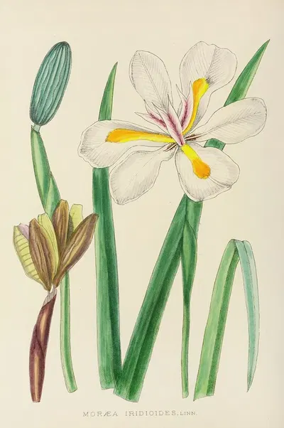Moraea Iridioides by Illtyd Buller Pole-Evans, 1921 — digital art print download