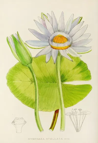 Nymphaea Stellata by Illtyd Buller Pole-Evans, 1921 — digital art print download