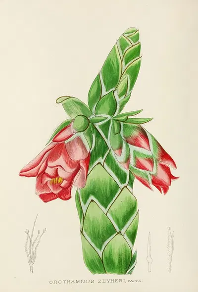 Orothamnus Zeyheri by Illtyd Buller Pole-Evans, 1921 — digital art print download