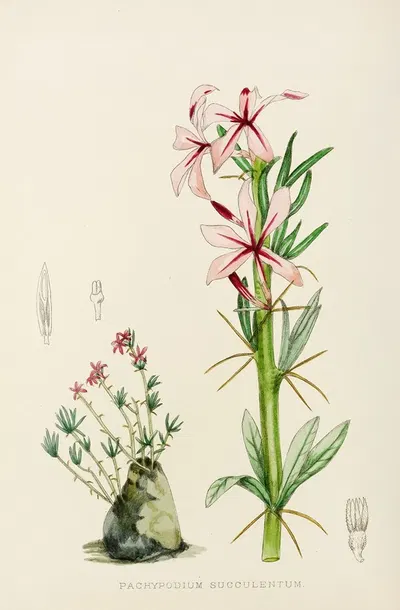 Pachypodium Succulentum by Illtyd Buller Pole-Evans, 1921 — digital art print download