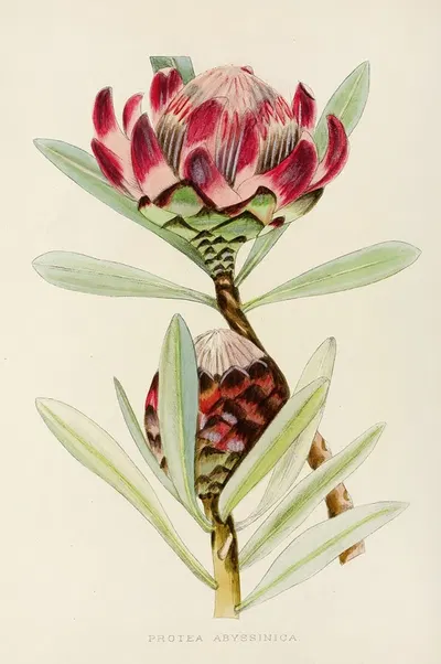 Protea Abyssinica by Illtyd Buller Pole-Evans, 1921 — digital art print download