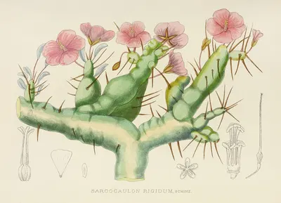 Sarcocaulon Rigidum by Illtyd Buller Pole-Evans, 1921 — digital art print download