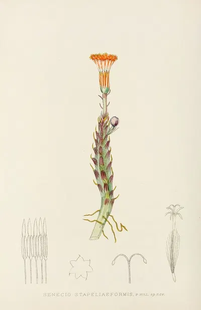 Senecio Stapeliaeformis by Illtyd Buller Pole-Evans, 1921 — digital art print download