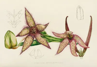 Stapelia Gettleffii by Illtyd Buller Pole-Evans, 1921 — digital art print download