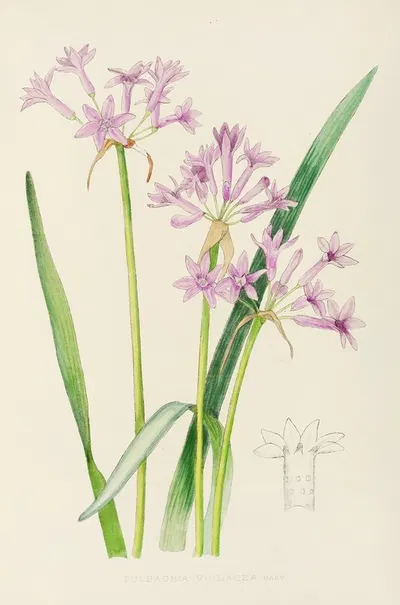 Tulbaghia Violacea by Illtyd Buller Pole-Evans, 1921 — digital art print download