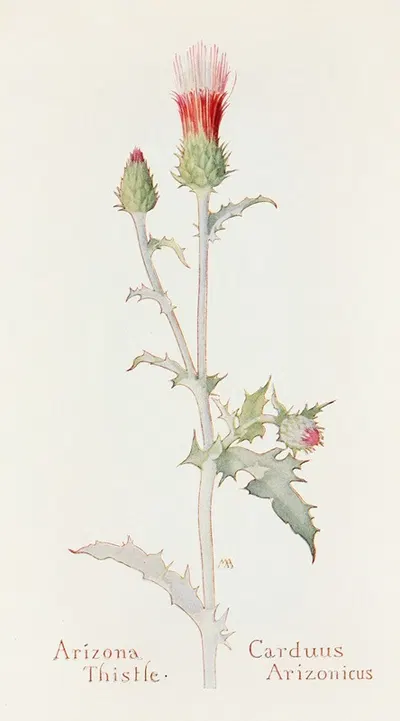 Arizona Thistle by Margaret Armstrong, 1915 — digital art print download