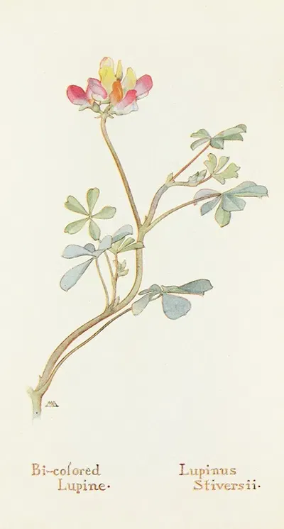 Bi-colored Lupine by Margaret Armstrong, 1915 — digital art print download
