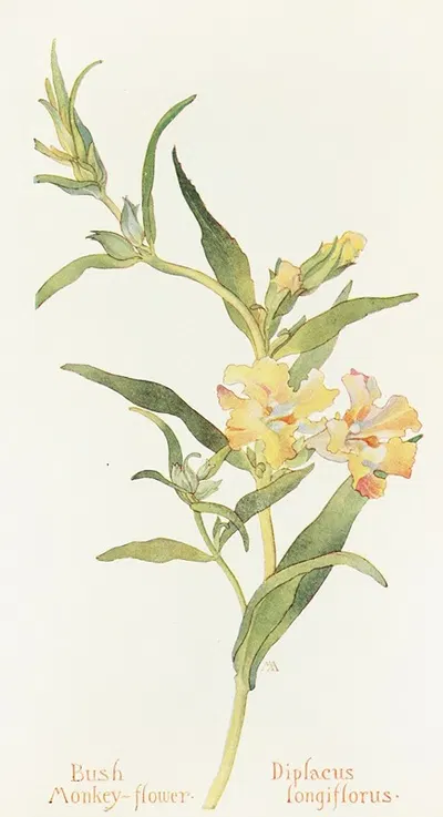 Bush Monkey Flower by Margaret Armstrong, 1915 — digital art print download