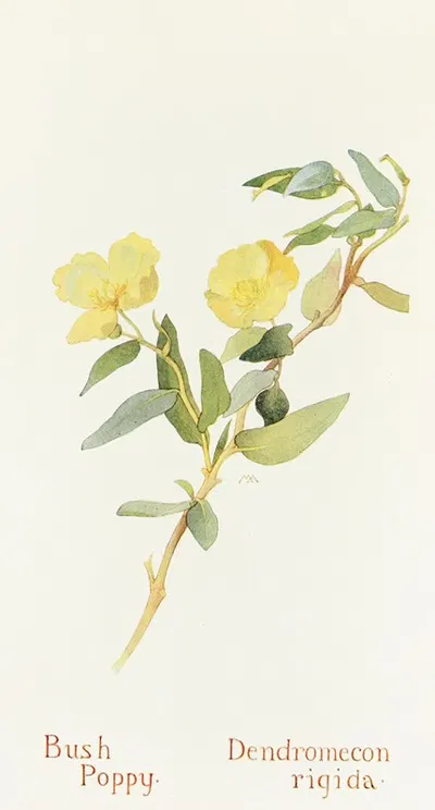 Bush Poppy by Margaret Armstrong, 1915 — digital art print download