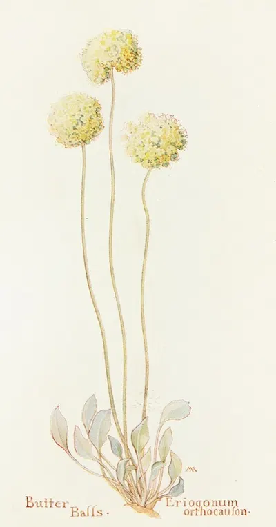 Butter Balls by Margaret Armstrong, 1915 — digital art print download