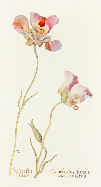 Butterfly Tulip by Margaret Armstrong, 1915 — digital art print download