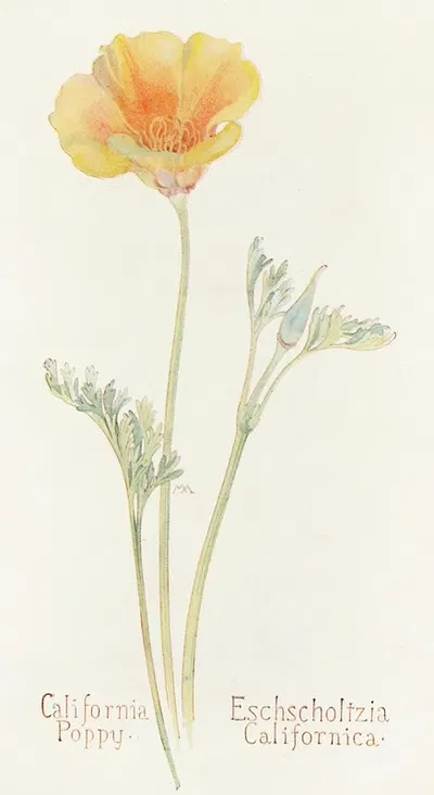California Poppy by Margaret Armstrong, 1915 — digital art print download