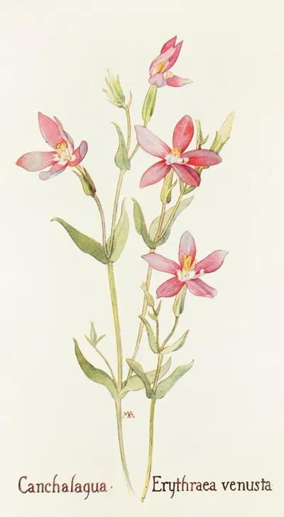 Canchalagua by Margaret Armstrong, 1915 — digital art print download
