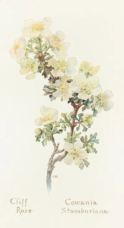 Cliff Rose by Margaret Armstrong, 1915 — digital art print download