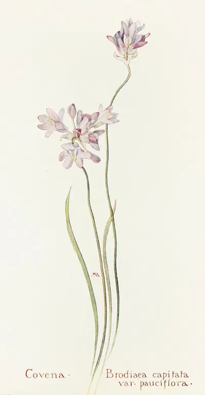 Covena by Margaret Armstrong, 1915 — digital art print download